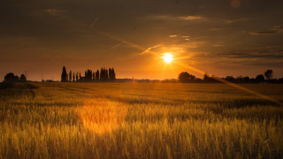 Sunset field trees clouds cityscape - a few cloud free wallpaper for desktop