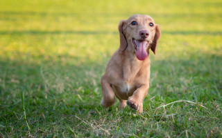 Dog running field tongue out - tongue free wallpaper for desktop