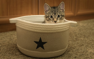 Kitten basket surprised illusion toy - carl gustaf pilo free wallpaper