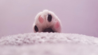 Cat paw white blanket pink - elinor proby adams free wallpaper