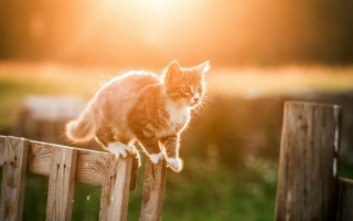 Cat wooden fence bright light - a wooden fence free wallpaper for desktop