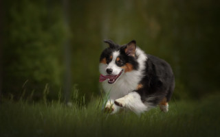 Dog running field grass trees - the background and a blurry background behind free wallpaper