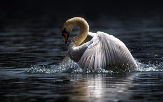Swan wings spreading night water - its head in free wallpaper