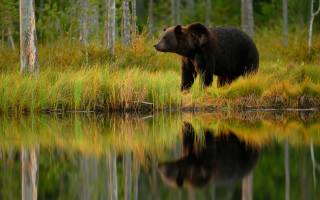 Bear grass water reflection nature - a bear free wallpaper