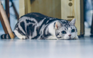 Cat floor chair door clock - the floor next free wallpaper