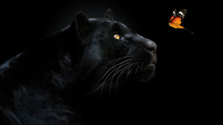 Black panther butterfly crow neo - a black panther free wallpaper