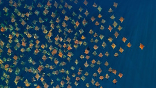 Orange yellow kites water boat - aquirax uno free wallpaper