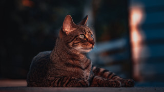 Cat distant view blurry background 2 - a cat free wallpaper