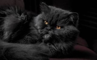 Black cat yellow eyes portrait - a chair free wallpaper
