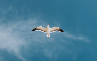 Seagull flying blue sky clouds - a seagull free wallpaper