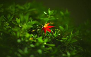 Red flower green leaves bokeh 5 - canon 5 0 mm free wallpaper