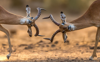 Animals fighting branch dirt field - their foot free wallpaper