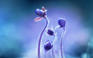 Flower blurry background macro photography - a close up of a flower free wallpaper for desktop