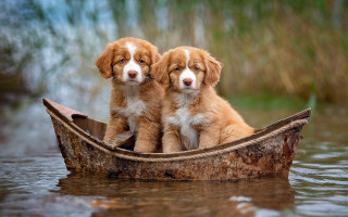 Puppies boat water smiling blurry - two puppy free wallpaper