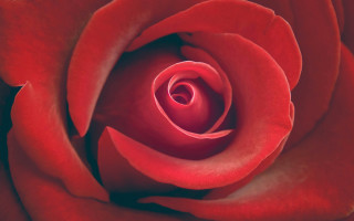 Red rose white black white - a white center free wallpaper