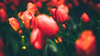 Red tulips yellow tips green - a green stem free wallpaper