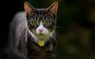 Black cat yellow tag crescent - a blurry background of trees free wallpaper for desktop