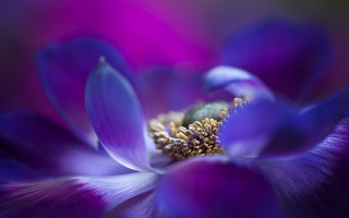 Purple flower green center yellow - a green center free wallpaper