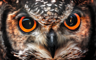Owl orange eyes photorealistic man - an owl free wallpaper