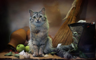 Cat autumn stilllife magicrealism broom - other item free wallpaper