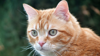 Cat closeup blurry background depthofield - a close up of a cat free wallpaper for desktop