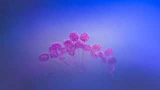 Purple flowers blue background macro - a blurry background behind them free wallpaper