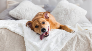 Dog laying bed blanket tongue - temporary art free wallpaper