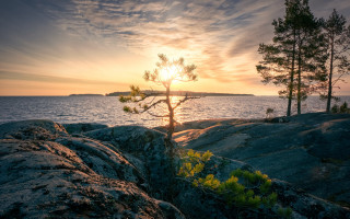 Tree rock ocean sunset beautiful - a rock near the ocean free wallpaper