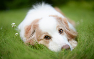 Dog laying in grass brown - its head on free wallpaper
