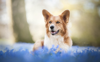 Dog blue flower field smiling - blue flower free wallpaper