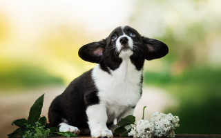 Small black white dog flowers - cute free wallpaper for desktop