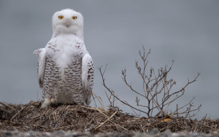 White owl puzzle forest moon - a white owl free wallpaper