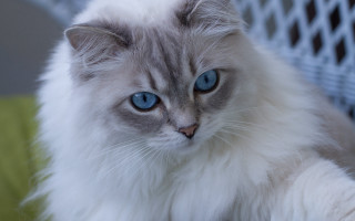 White cat blue eyes chair - a white cat free wallpaper