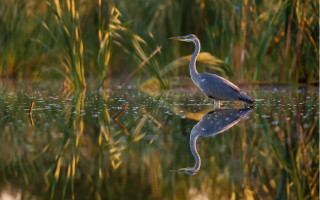Bird water reeds droplets nature - the water and grass free wallpaper