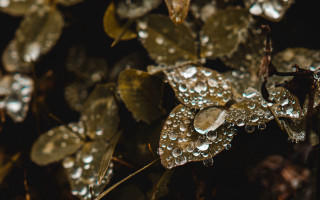 Leaf water droplets macro bokeh - a close up of a leaf free wallpaper
