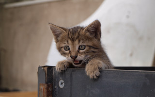 Kitten box surprised carlos catasse - look free wallpaper