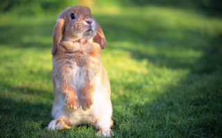 Rabbit heroic sitting grass blurry - heroic free wallpaper