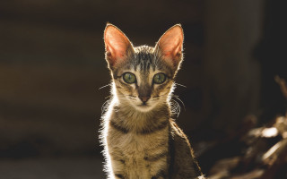 Kitten green eyes table animal - green eye free wallpaper