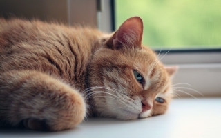 Cat window sill blue eyes - the window sill free wallpaper