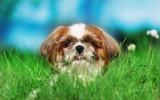 Small dog grass bush blurry - his eye free wallpaper