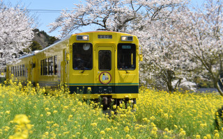 Yellow train flower field autumn - white flower free wallpaper for desktop