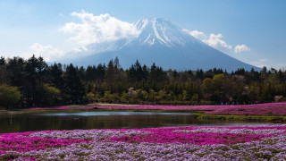 Mountain lake flower field blue - a lake in the foreground free wallpaper