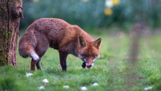 Fox grass tree distant open - a fox free wallpaper for desktop