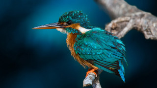 Colorful bird branch water background - wildlife photography free wallpaper for desktop