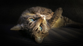Cat laying on bed blue 2 - its paw free wallpaper for desktop