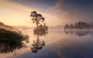 Lake tree foggy sky autumn - a tree in the middle of it free wallpaper