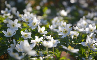 White flower field bokeh butterfly - a blurry background of the flowers free wallpaper