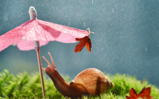 Snail umbrella rain bird surreal - surrealism free wallpaper