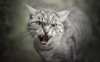 Angry cat open mouth green - mouth wide open free wallpaper
