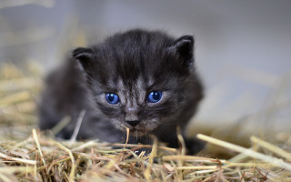 Curious blue eyed kitten sitting - anne nasmyth free wallpaper
